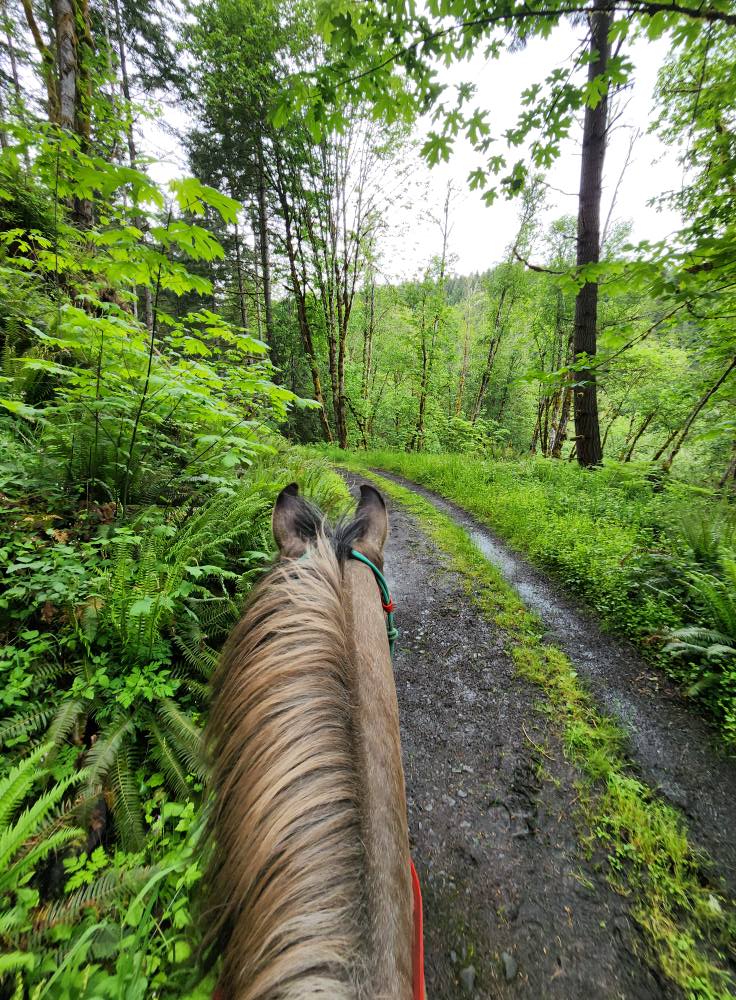 Trail Catalog Hardy Creek / Molalla River Corridor via Huckleberry