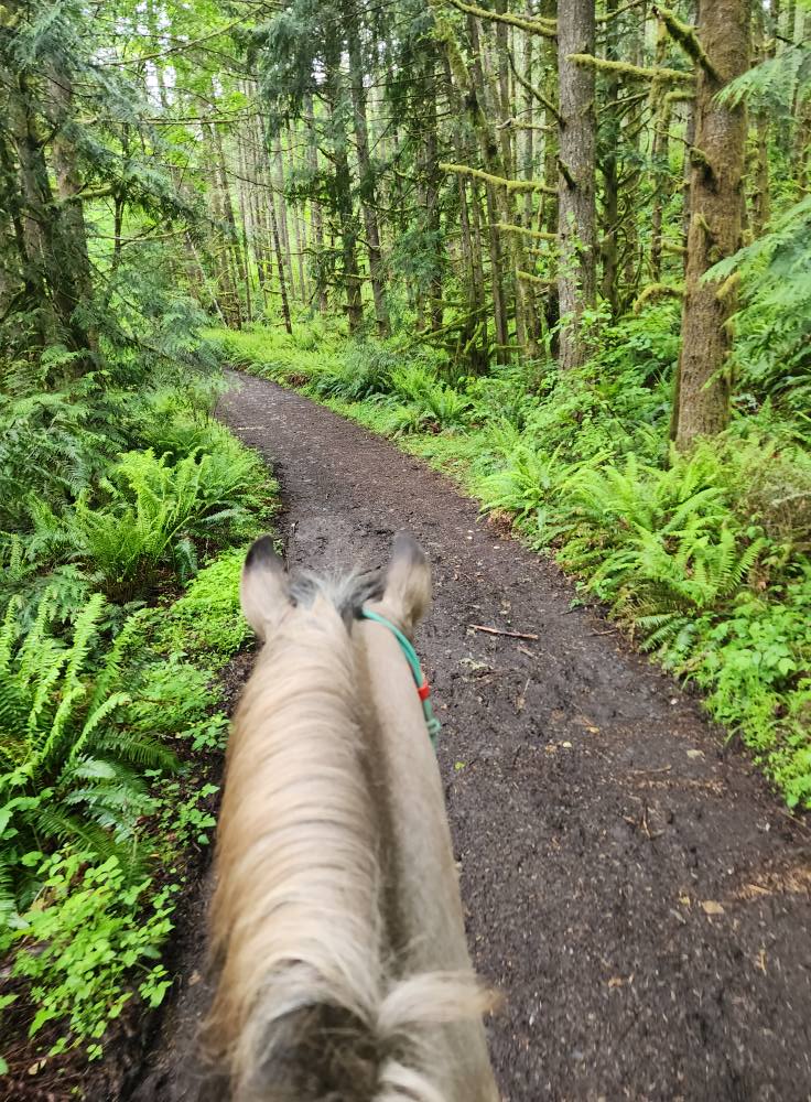 Trail Catalog Hardy Creek / Molalla River Corridor via Huckleberry