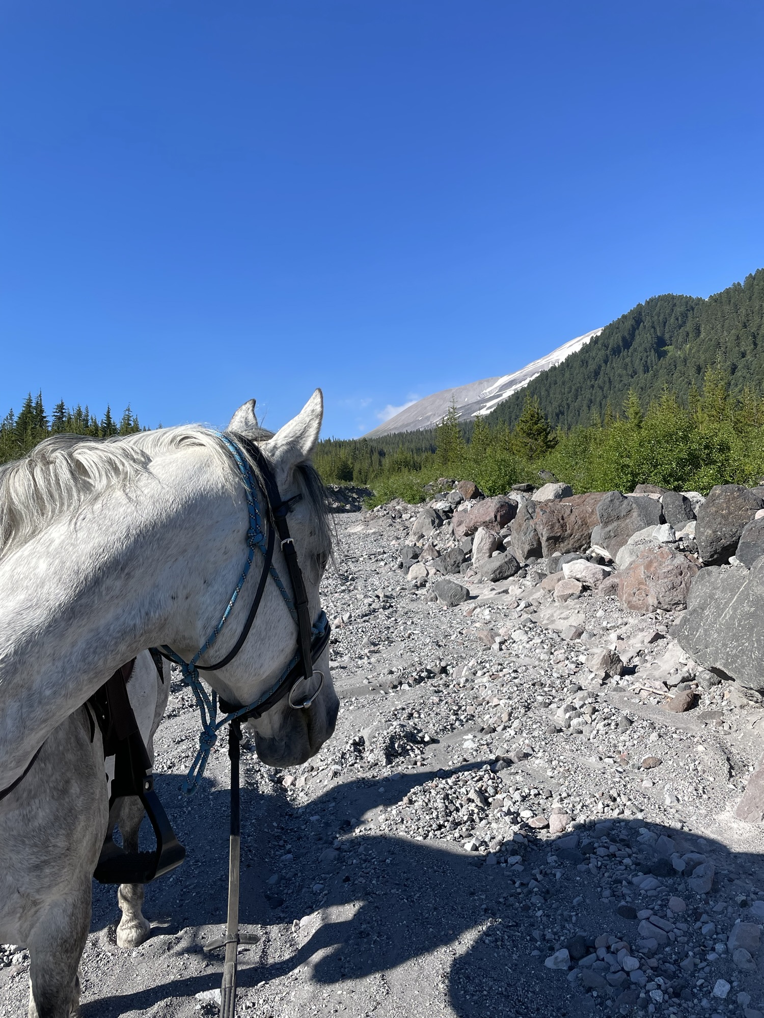 horse looking at mountain in a riverbed