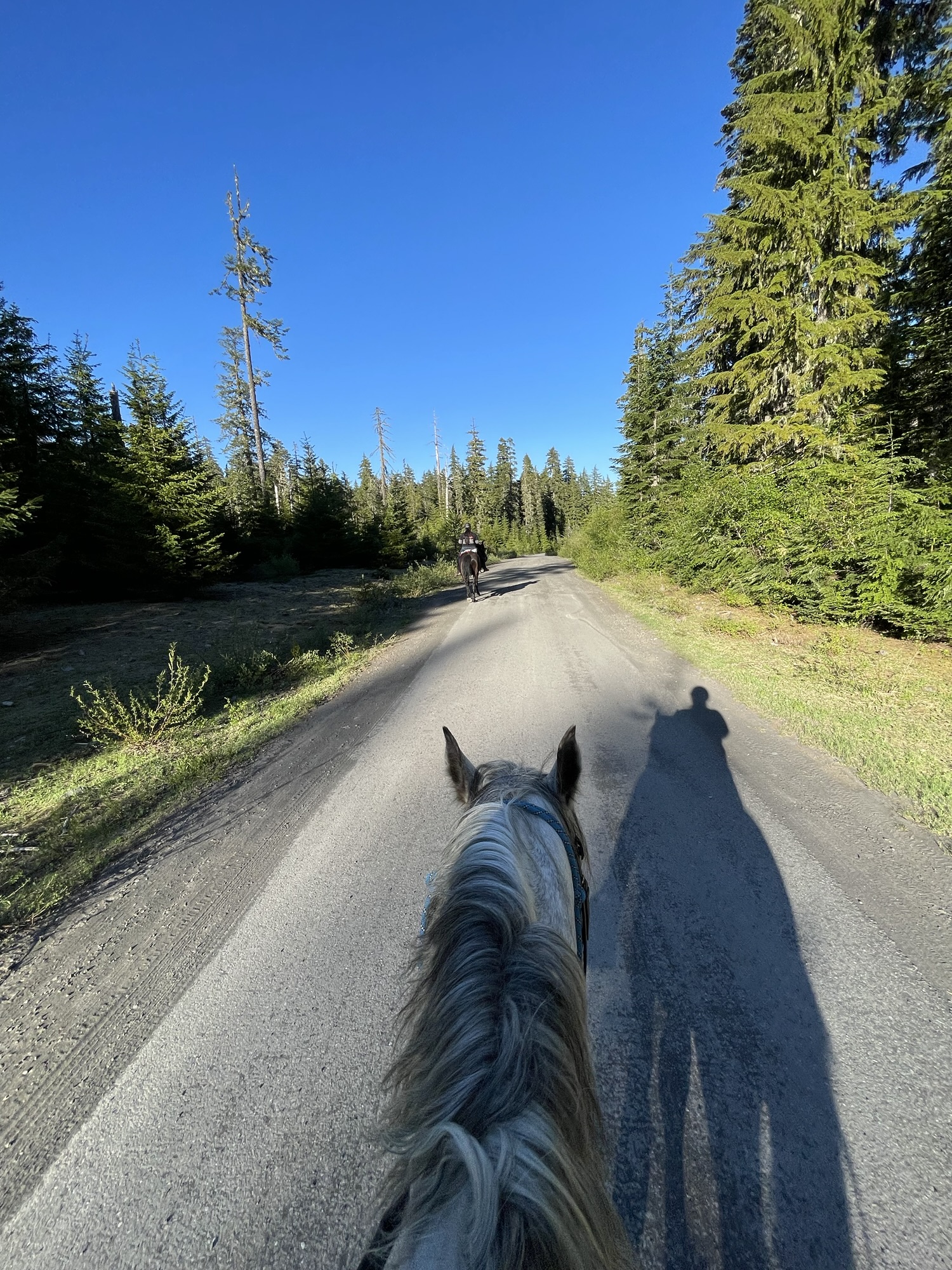 horse riding down a forest road