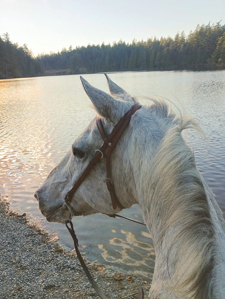 Heart Lake Loop – Anacortes Community Forest Lands,&nbsp;Washington