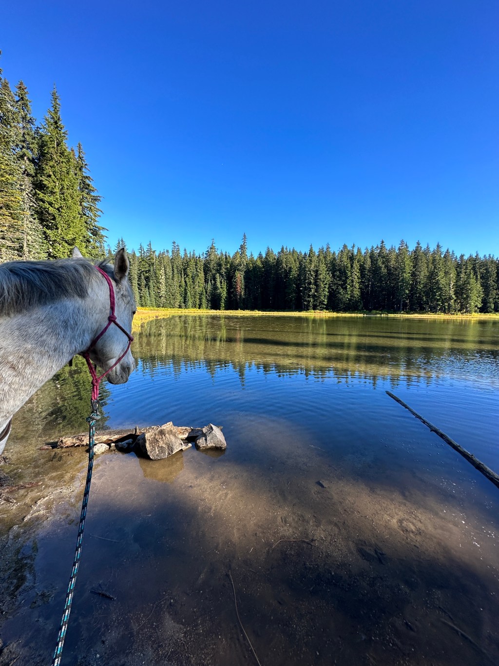 Placid Lake Trail – Indian Heaven Wilderness,&nbsp;Washington